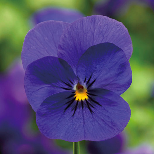 ビオラ：ペニー ディープブルー3-3.5号ポット 3株セット