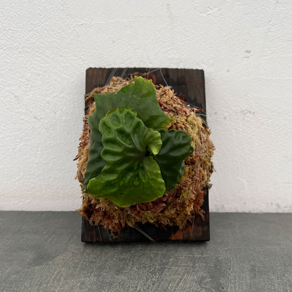 ビカクシダ（コウモリラン）：マダガスカリエンセ板付25-01