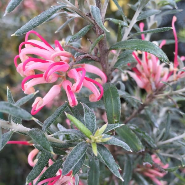 グレビレア：プーリンダシグネット4.5号ポット