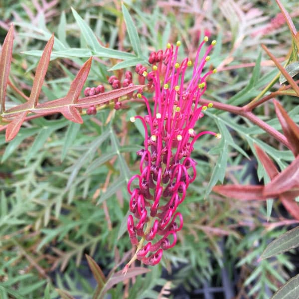 グレビレア：ブロンズランバー4号ポット