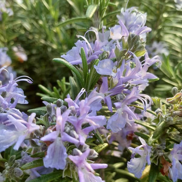 ローズマリー（立性）：スピーディー3号ポット