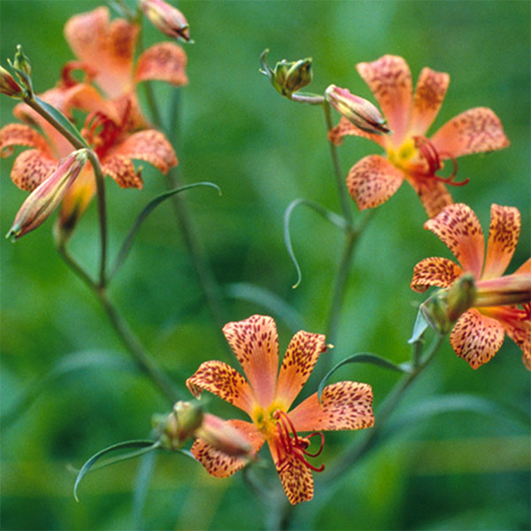 アルストロメリア：バーシカラー1球