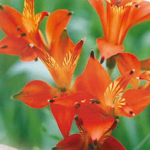 アルストロメリア：リグツシムシーオレンジ1球