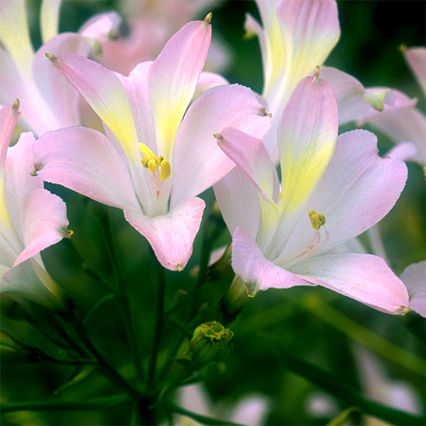 アルストロメリア：スポットレス テスティパール1球