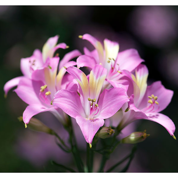 アルストロメリア：スポットレス テスティピンク1球