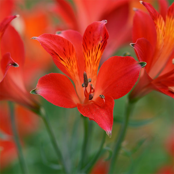 アルストロメリア：リグツレッドシェード1球