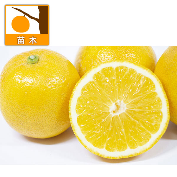 レモン：スイートレモネード4号ポット