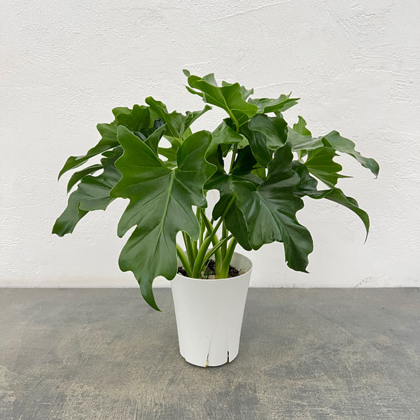 フィロデンドロン：セローム　4号鉢植え*