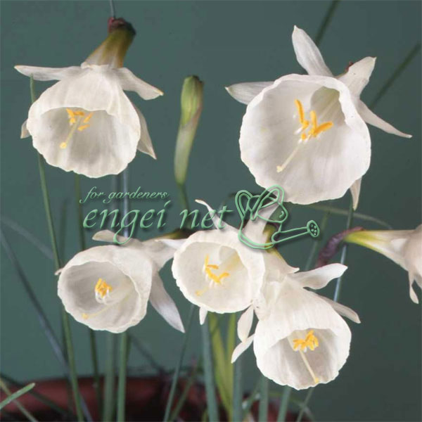 水仙：カンタブリカス モノフィラス（原種）3球セット