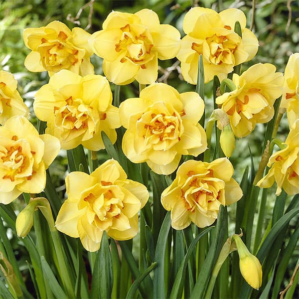 水仙：タヒチ3球セット