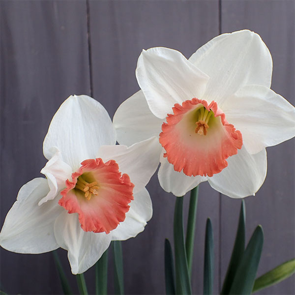 水仙：ピンクチャーム 3球セット