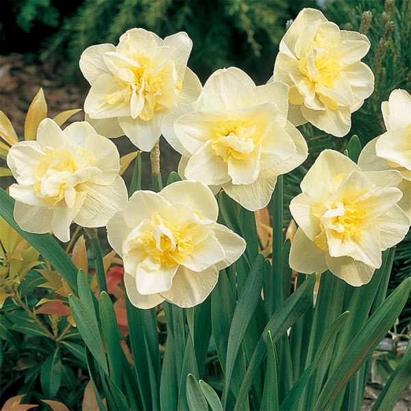 水仙：ホワイトライオン3球セット