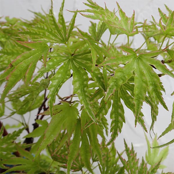 モミジ（カエデ）：日笠山（ヒカサヤマ）3.5号ポット