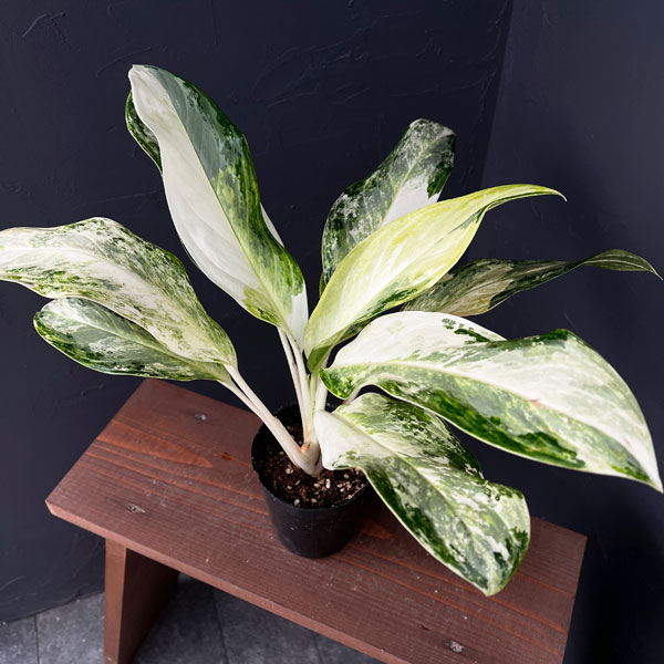 アグラオネマ：ゴールデンベイ　3.5号ポット