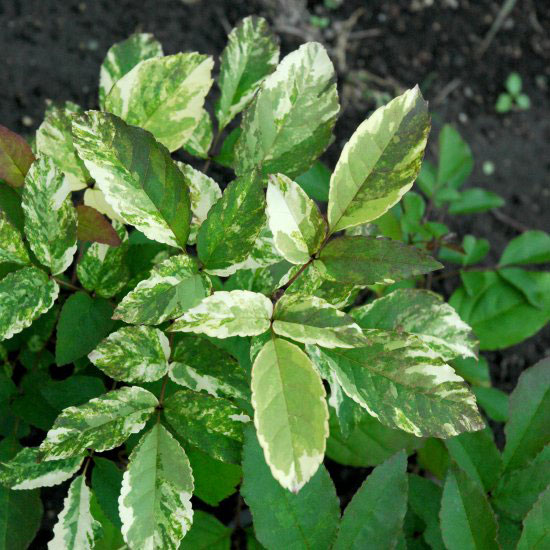 アオダモ（コバノトネリコ）：斑入り（中斑）7号ポット