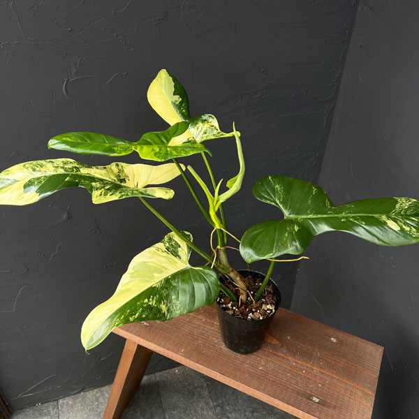 フィロデンドロン：バイオリン バリエガータ 3.5号ポット