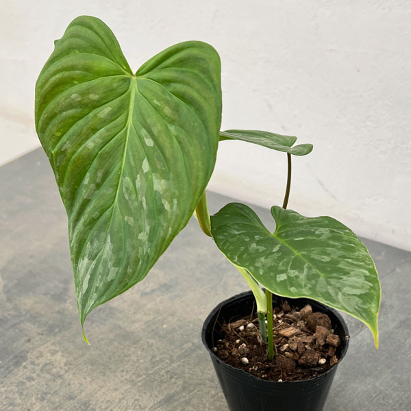フィロデンドロン：マジェスティック 3号ポット