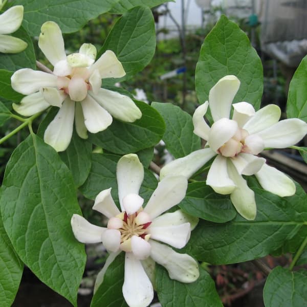 クロバナロウバイ：ホワイトドレス5号ポット*