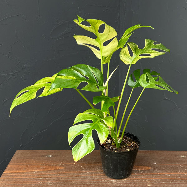 ラフィドフォラ：ホワイトモンスター（斑入り）3号ポット