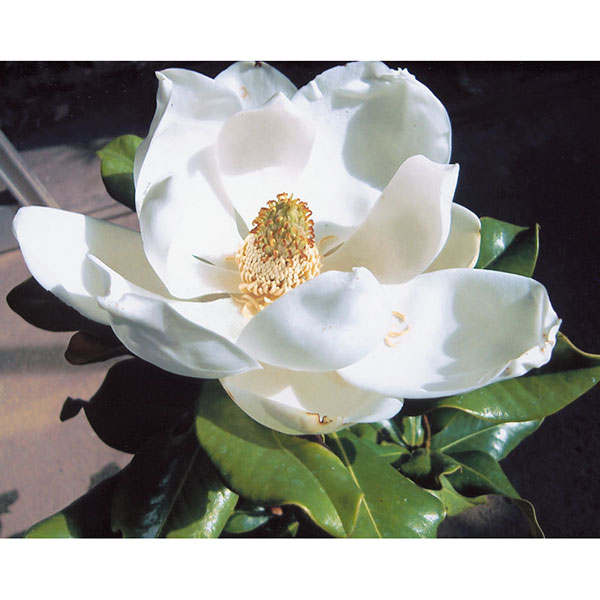 タイサンボク：ケイパレス3号ポット