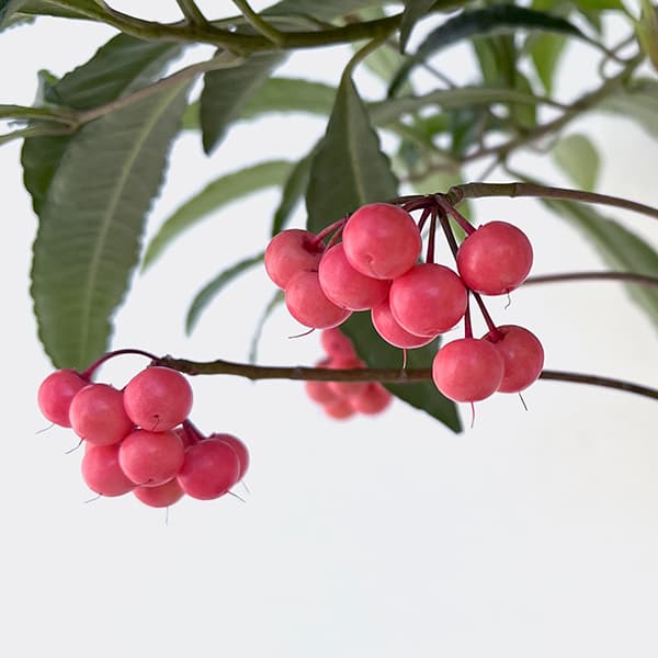 万両（マンリョウ）：ピンク実4号ポット[実付き]