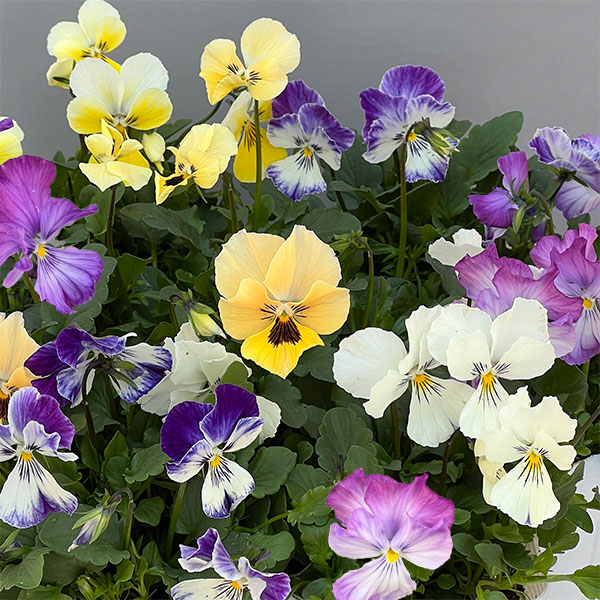 ビオラ：ロカハーツ　ネオベルトロニー3.5号ポット