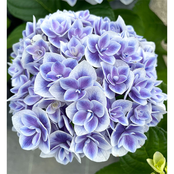 アジサイ：麟鳳亀竜（リンポウキリュウ）3号ポット