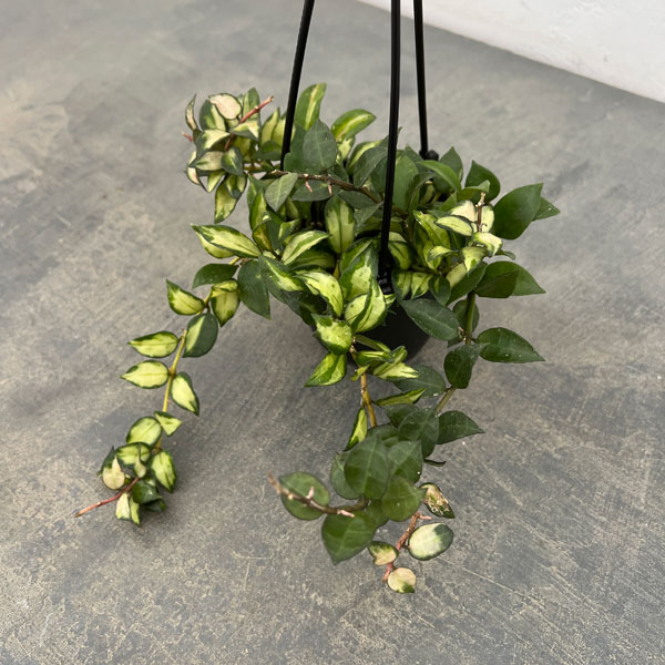 ホヤ：ラクノーサ　ブルーノ　3号吊り鉢*