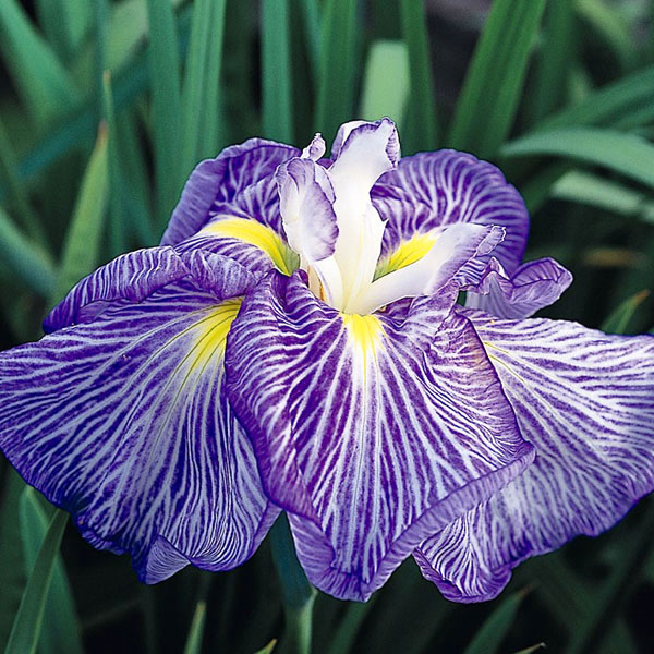 ハナショウブ（花菖蒲）：新浜扇（シンハマオウギ）3号ポット