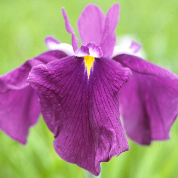 ハナショウブ（花菖蒲）：揚羽（アゲハ）3号ポット