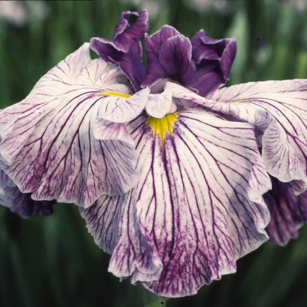 ハナショウブ（花菖蒲）：壮周の夢（ソウシュウノユメ）3号ポット