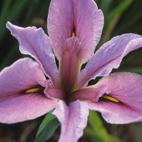 ルイジアナアイリス：ブライスレイ3号ポット