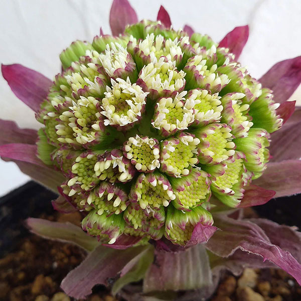 ふき（蕗・ふきのとう）：赤花フキ3号ポット