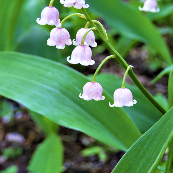 ドイツスズラン：桃花　3芽入りポット