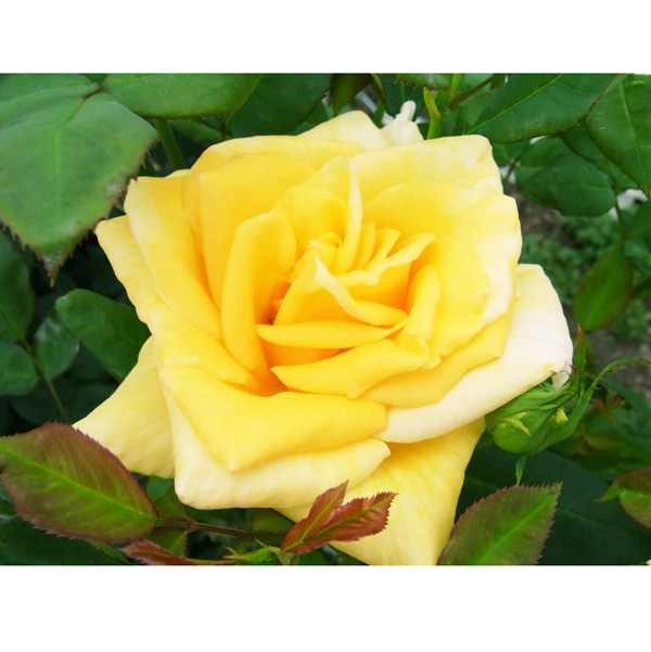 ハイブリッドティー：ゴールデンシャトー接木苗4号ロングポット(バラ)