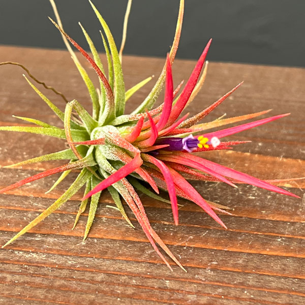 ティランジア：イオナンタ フエゴ