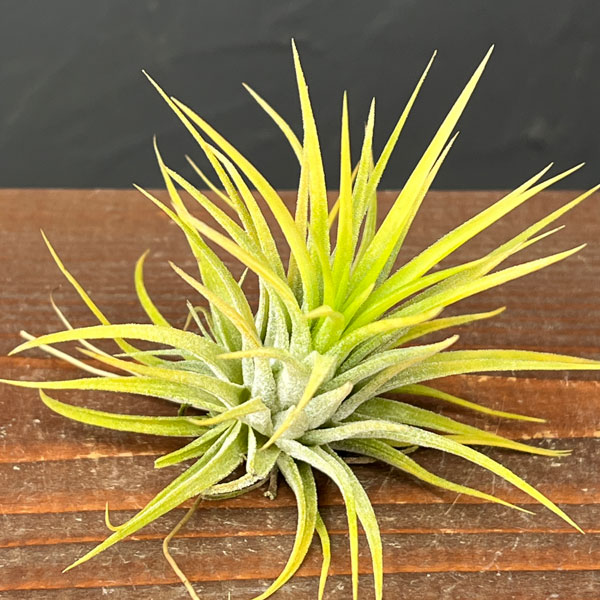 ティランジア：イオナンタ アルビノ