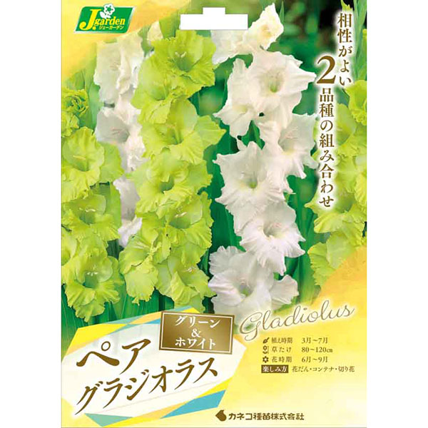 [26年2月中下旬予約]グラジオラス（ペア）：グリーン＆ホワイト　6球入り