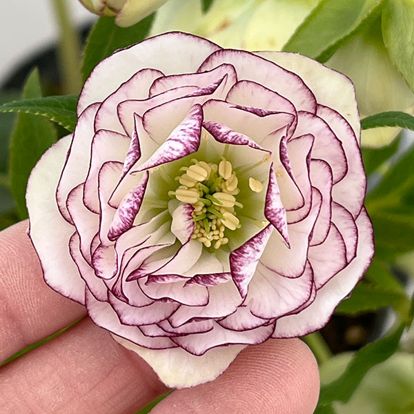 野田園芸さんのクリスマスローズ：ダブルピコティ4.5号ポット【現品販売】