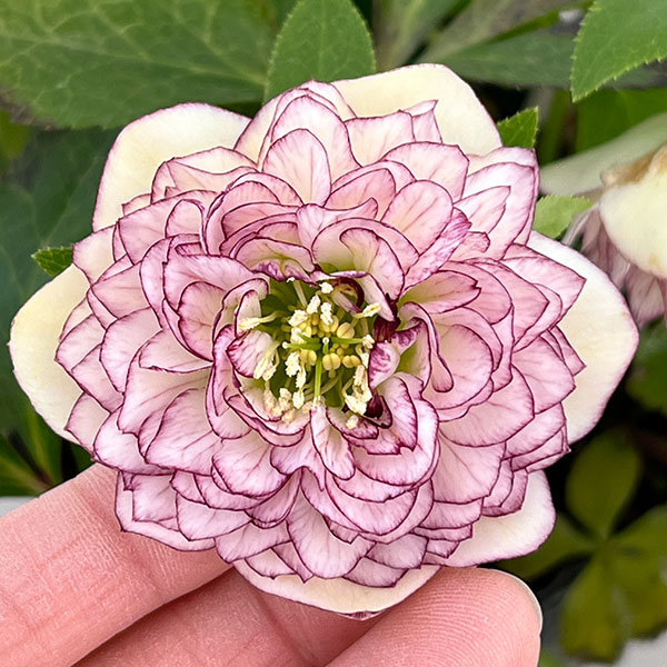 野田園芸さんのクリスマスローズ：ダブル多弁4.5号ポット【現品販売】