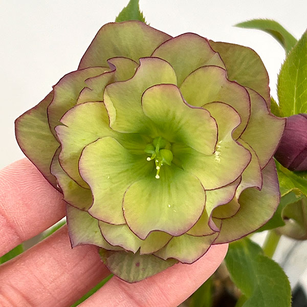 野田園芸さんのクリスマスローズ：ダブルアプリコット4.5号ポット【現品販売】（咲き進み株）