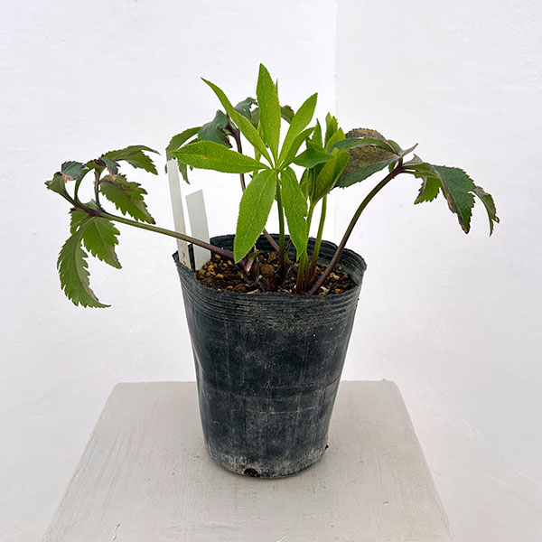 クリスマスローズ：ダブル多弁ホワイト4.5号ポット（株のみ）