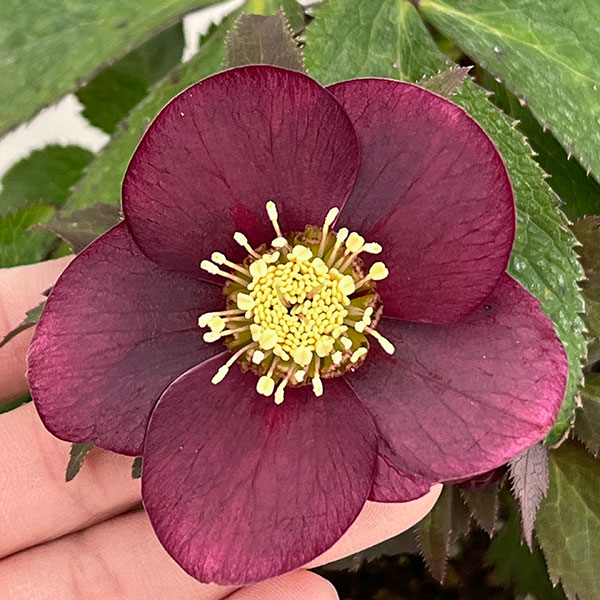 野田園芸さんのクリスマスローズ：シングルレッド4.5号ポット【現品販売】