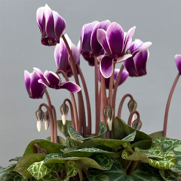 シクラメン：SAMURAI（サムライ）　パープルバイカラー3号ポット（北海道産充実株）