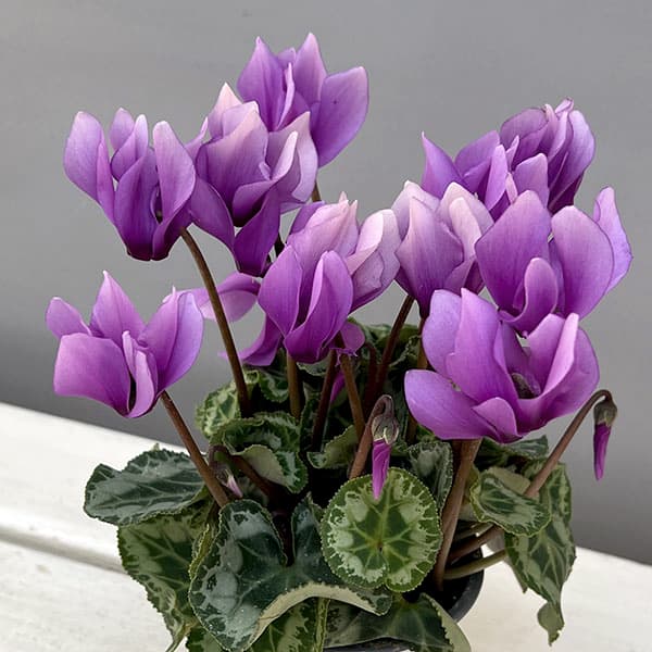 シクラメン：SAMURAI（サムライ）　ライトパープル3号ポット（北海道産充実株）