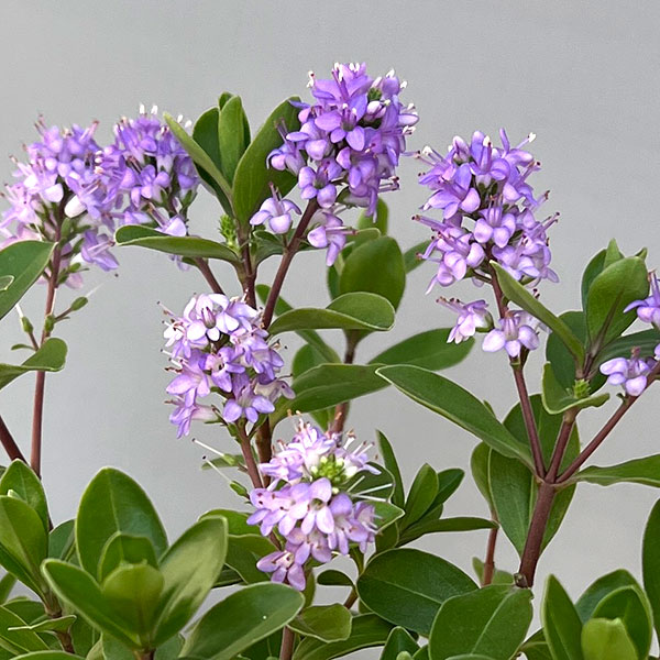 ヘーベ：オールブルームス（ラベンダー）3号ポット