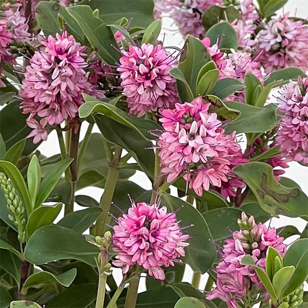 ヘーベ：オールブルームス（ピンク）3号ポット