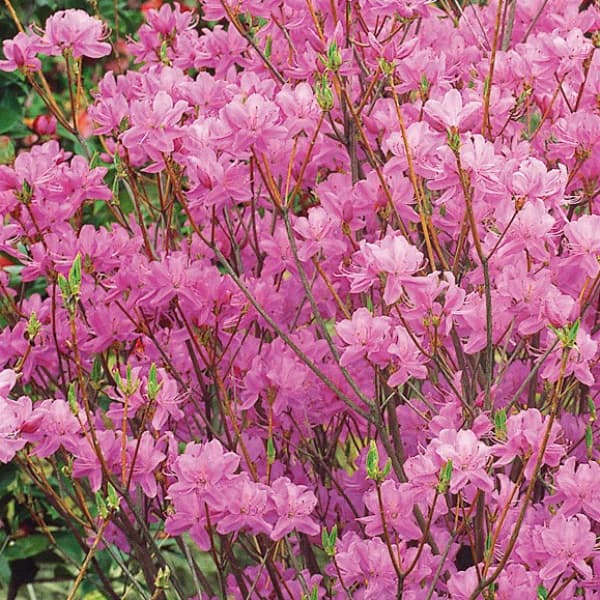 ツツジ：クマノミツバツツジ3号ポット