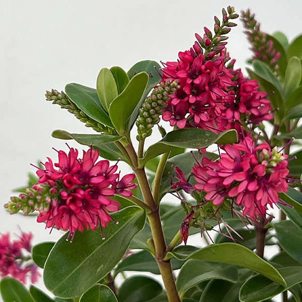 ヘーベ：オールブルームス（レッド）3号ポット