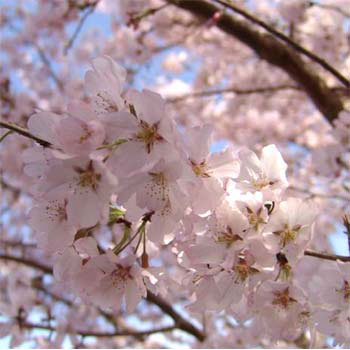 桜：江戸彼岸（エドヒガン）桜4号ポット